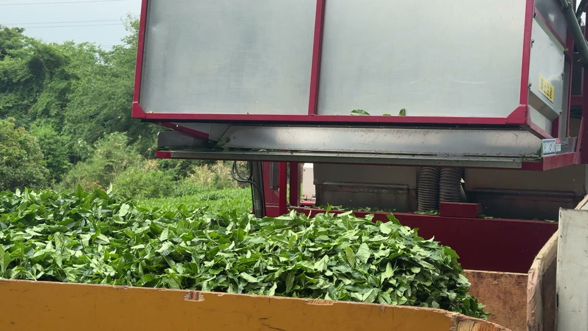 Matcha Sourcing: Farm-Direct vs Trading Company (2026)