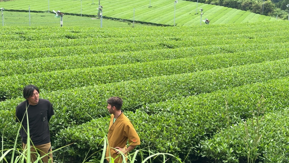 Matcha vs Sencha: What Actually Separates Them (2026)