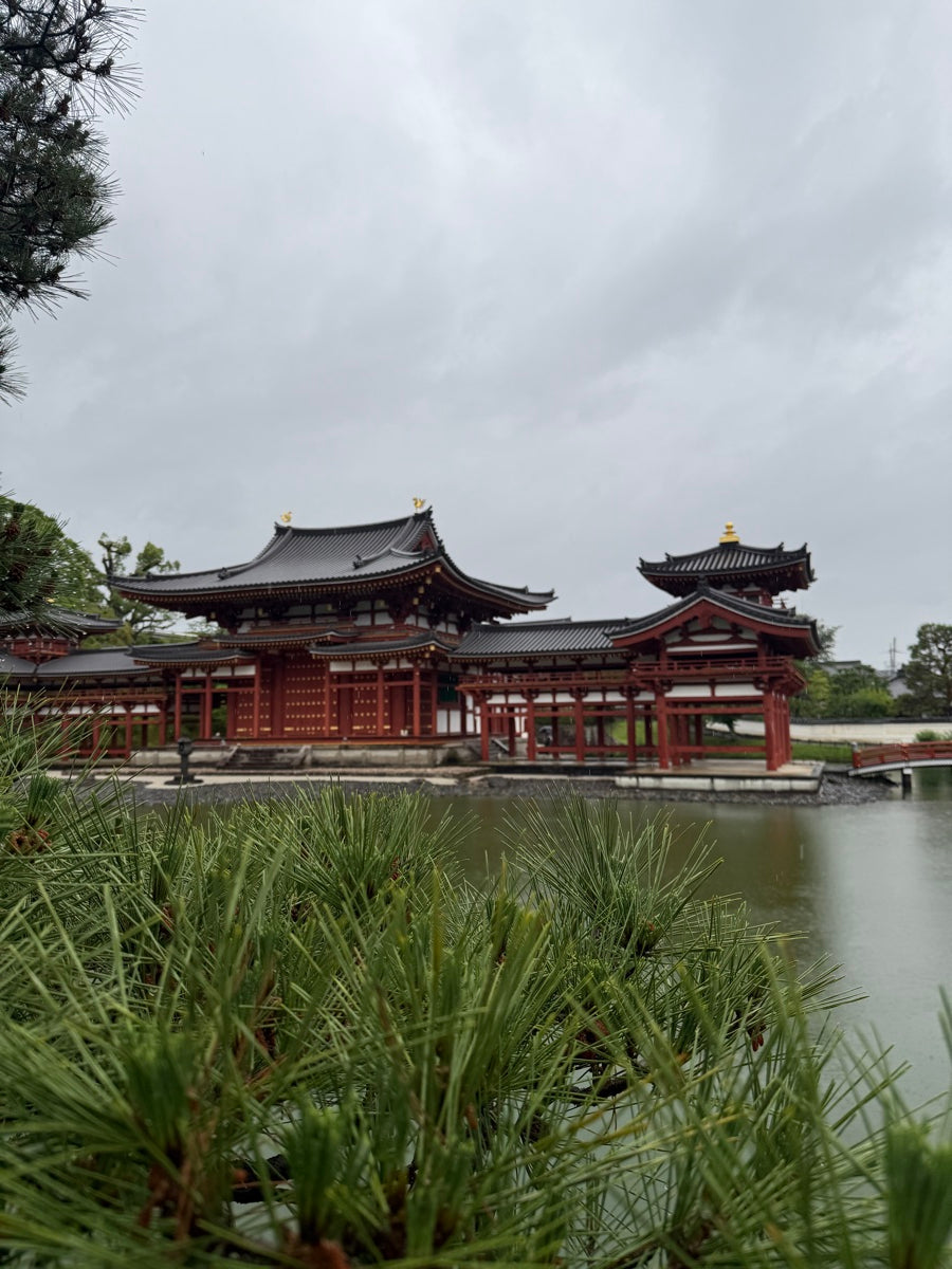 Asahi and Ujihikari: Uji's Competition Matcha Cultivars