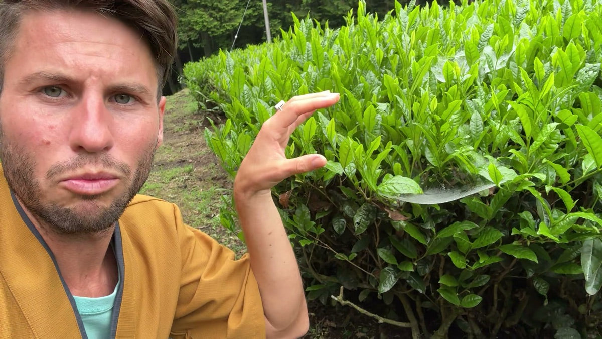 Harumidori: The Japanese Tea Cultivar Whose Name Gets It Backwards