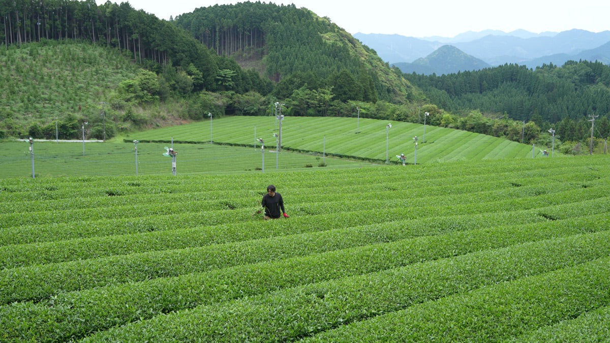 Okuhikari: The Tea Cultivar That Turned Into a Place
