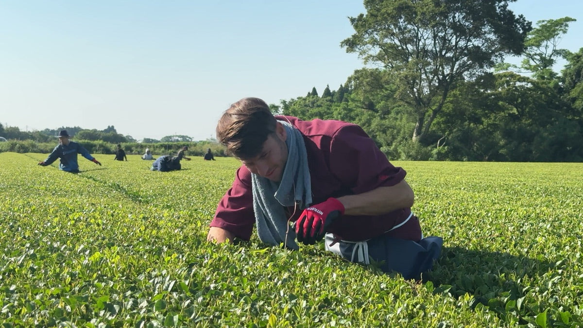 Sakimidori Tea Cultivar: Miyazaki's Bright-Green Sencha