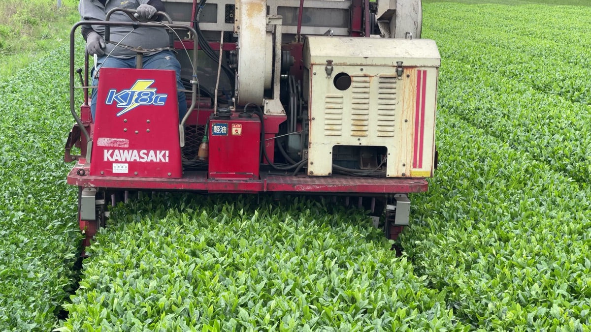 Koshun Tea: The Shizuoka Cultivar Bred for Aroma