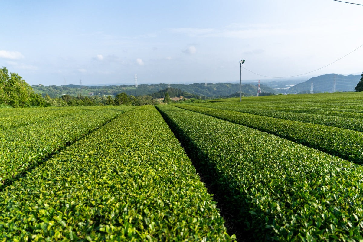 Premium Matcha for Cafes and Lattes: A 2026 Sourcing Guide