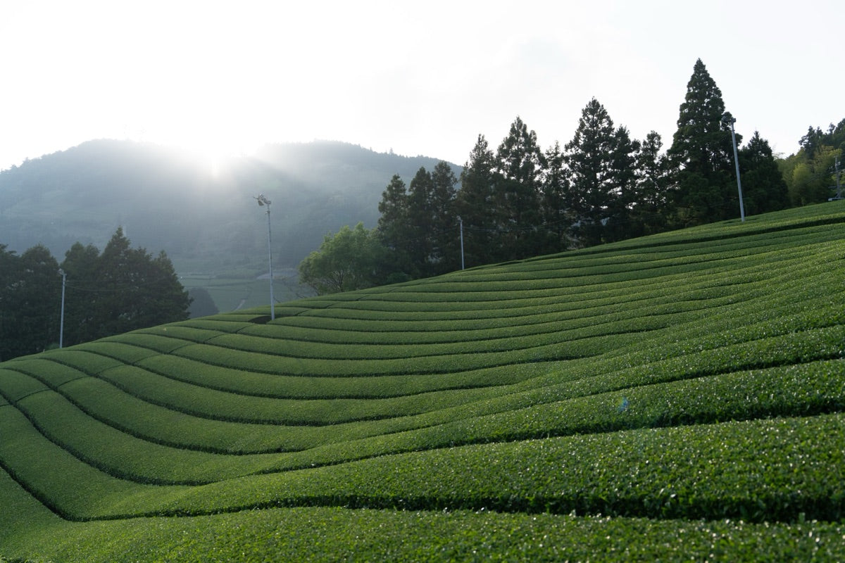 Tenryu Tea: Shizuoka's Wildest Mountain Region
