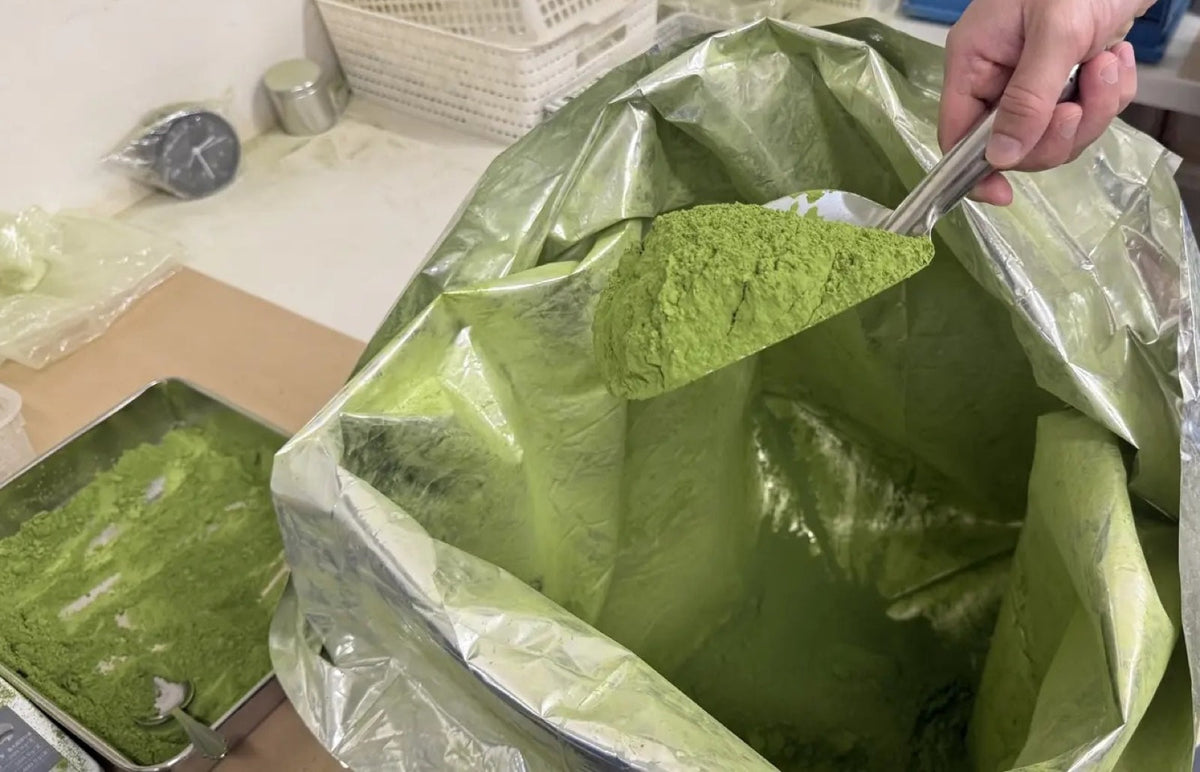 A steel scoop lifting bright green bulk matcha powder from a lined foil sack in a tea processing room