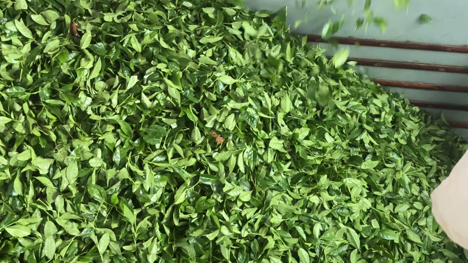 Freshly harvested vibrant green Japanese tea leaves, the raw material for sencha