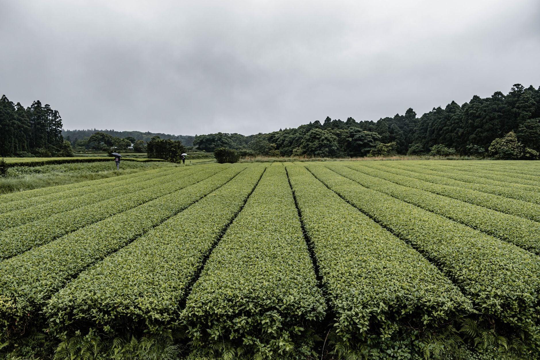 Why matcha energy feels steady, not spiky