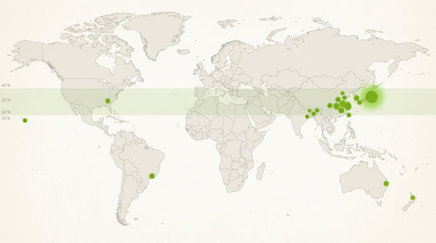 Where Is Matcha Grown? A 2026 Global Production Map – One with Tea
