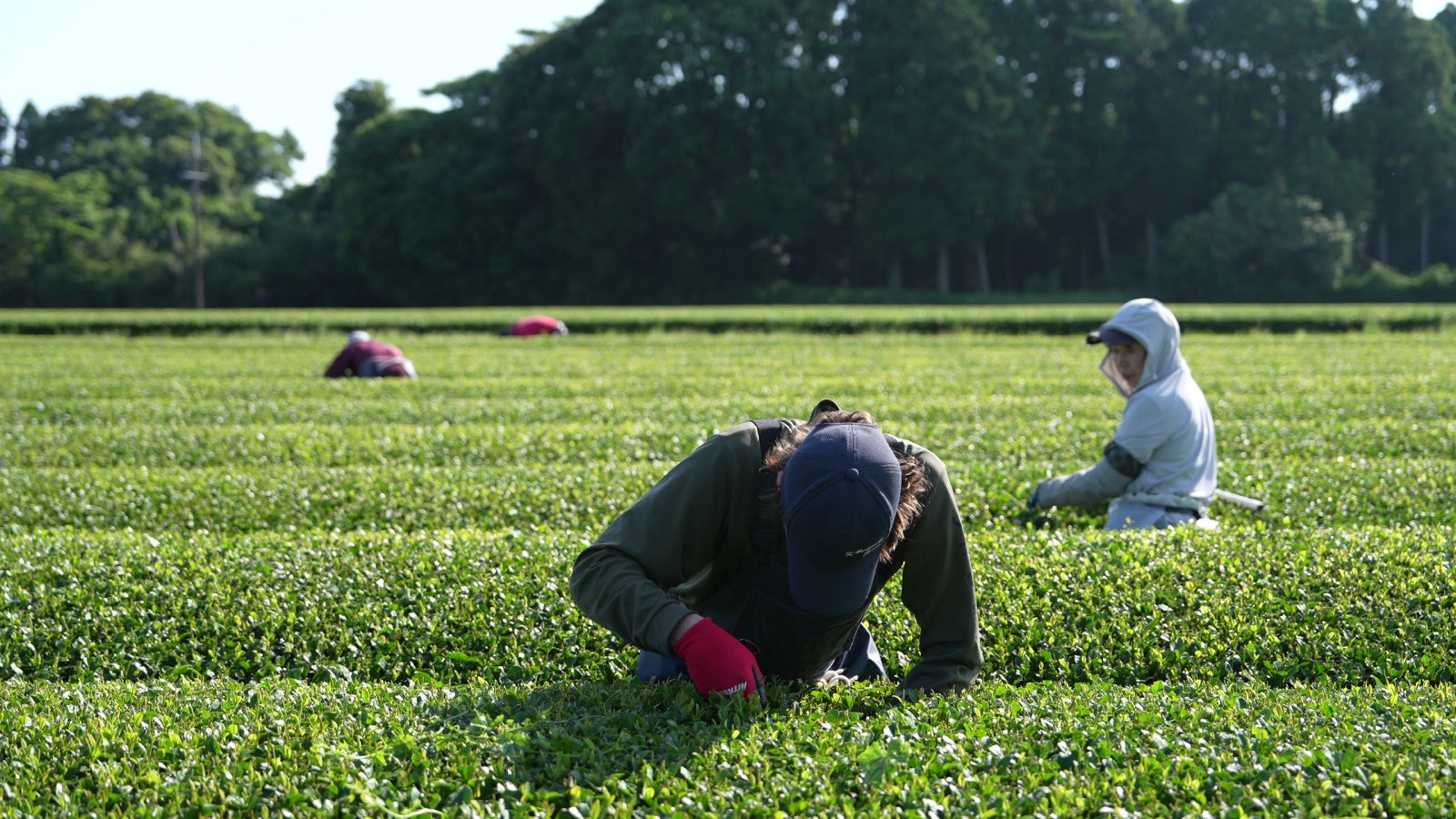 Workers tending a flat open Kagoshima tea field in early morning light
