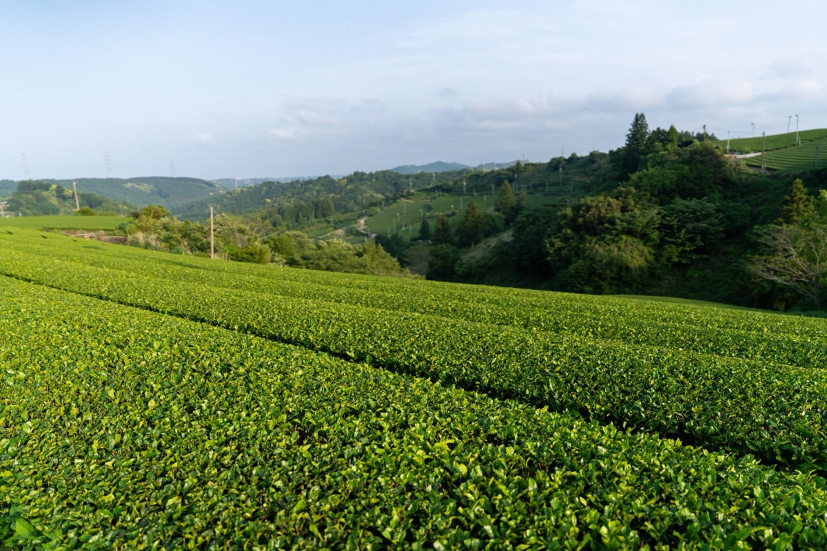 Inside Wazuka: Kyoto's Hidden Village of Tea
