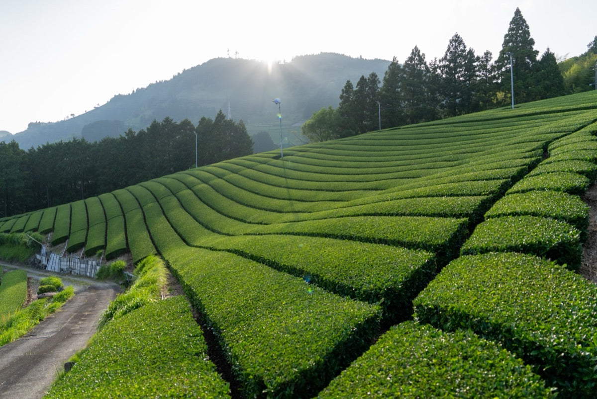 Shizuoka Tea: Inside Japan's Largest Tea Region