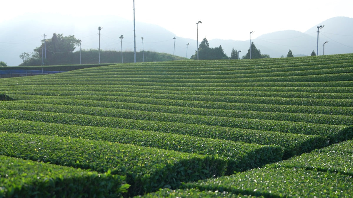 Okumidori Cultivar vs Gokou: The Late-Budding Matcha Plants