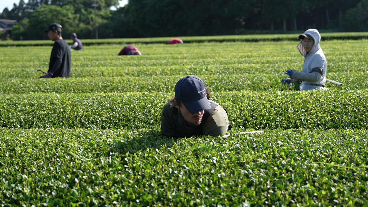 Samidori vs Saemidori: Two Matcha Cultivars, One Letter