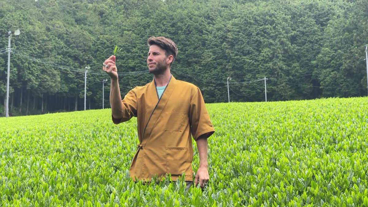 What Is Tencha? The Leaf Japan Grows to Be Ground