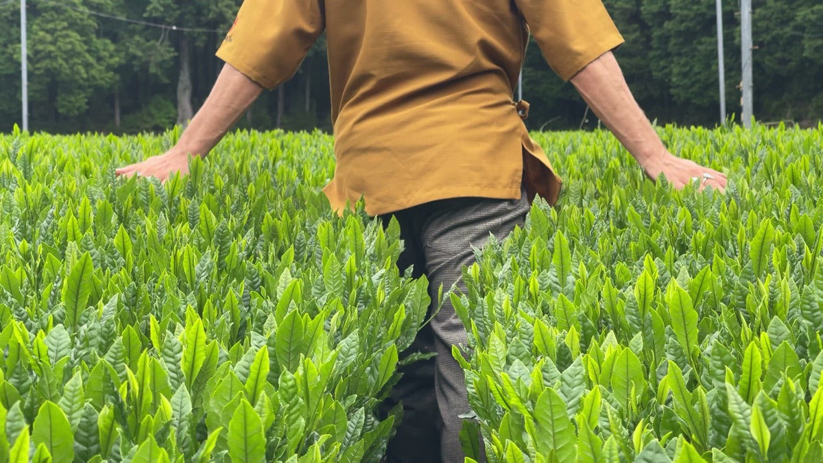 Gyokuro vs Matcha: Same Shade, Two Different Teas