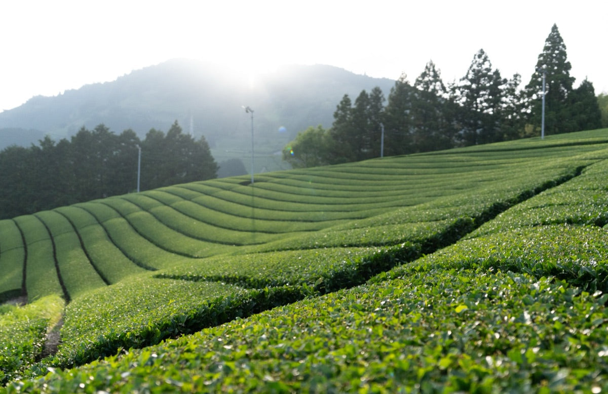 Benifuuki: The Cultivar Bred for Black Tea That Japan Drinks Green