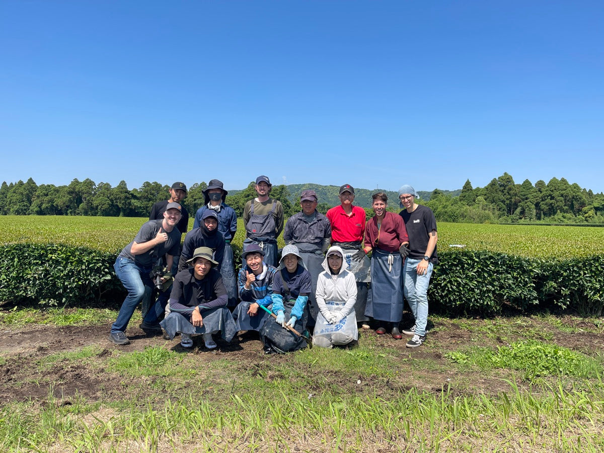 Yutakamidori: Japan's Second Cultivar and Kagoshima's Backbone