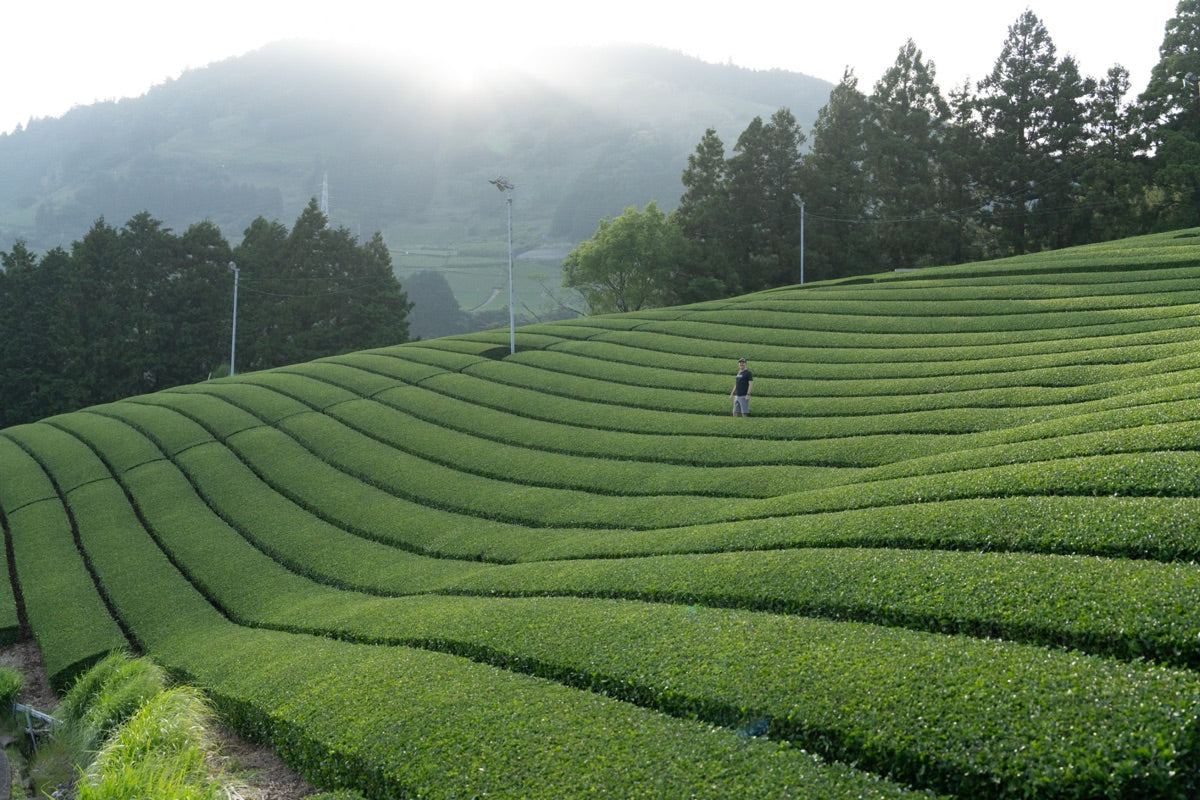 Meiryoku: The Tea Cultivar Whose Weakness Became the Point
