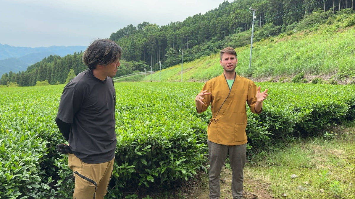 Fujikaori: The Japanese Tea That Smells Like Jasmine