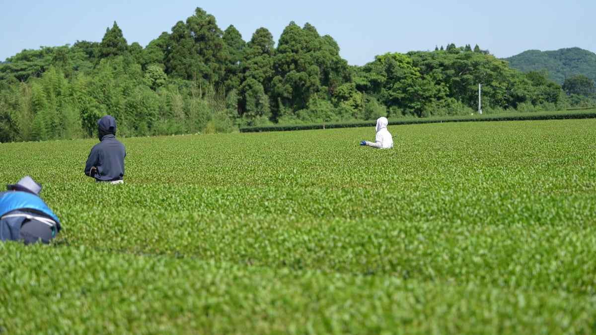 Minamisayaka Tea Cultivar: Miyazaki's Milk-Tea Aroma, Explained