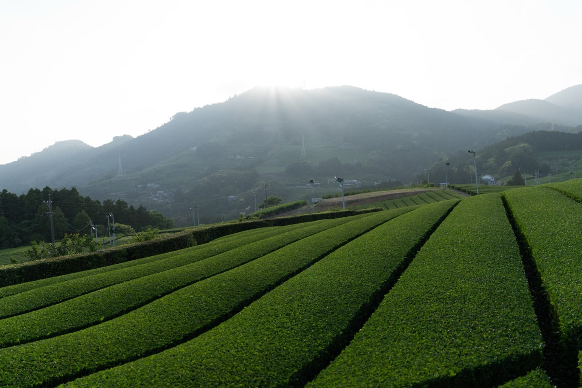 Nishio Matcha: Japan's Most Matcha-Focused Region