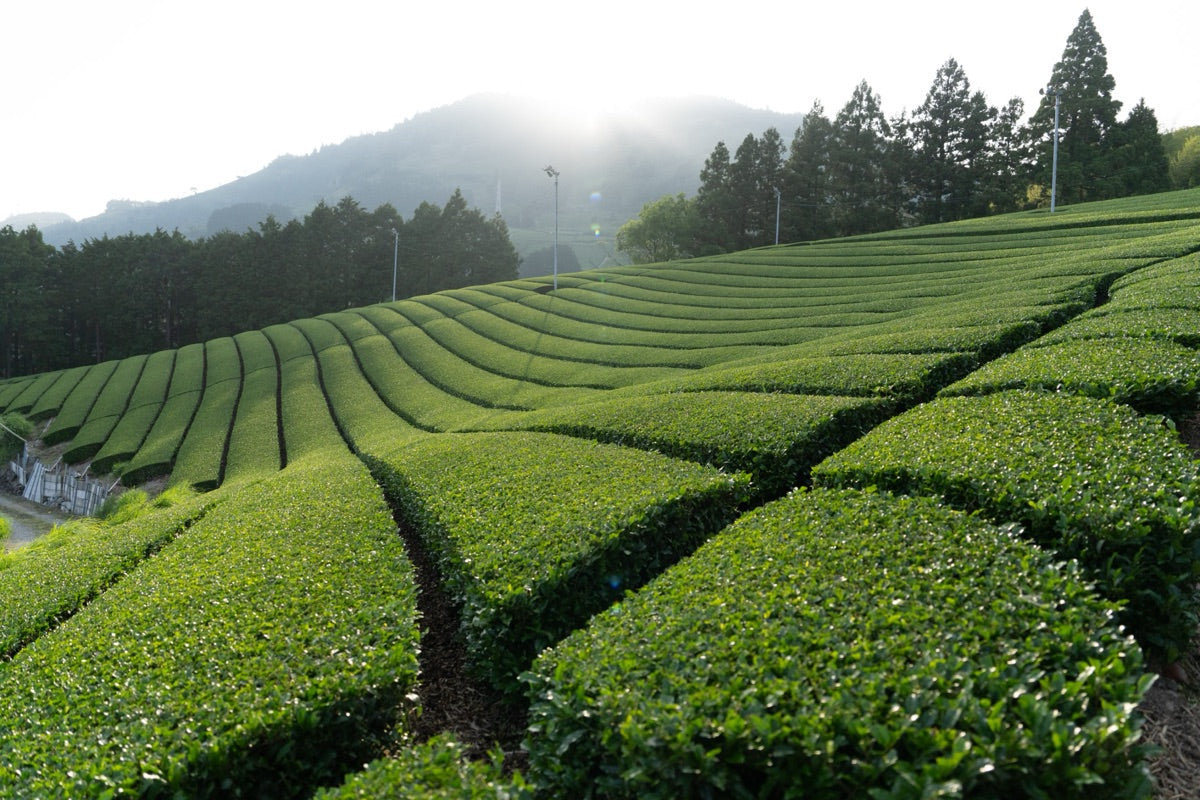 Asahina Gyokuro: Shizuoka's Hidden Tea Valley
