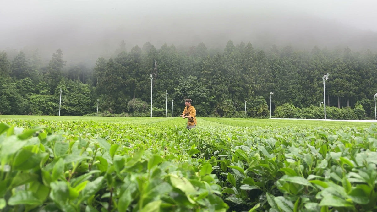 Kawane Tea: Shizuoka's Mountain Sencha Region