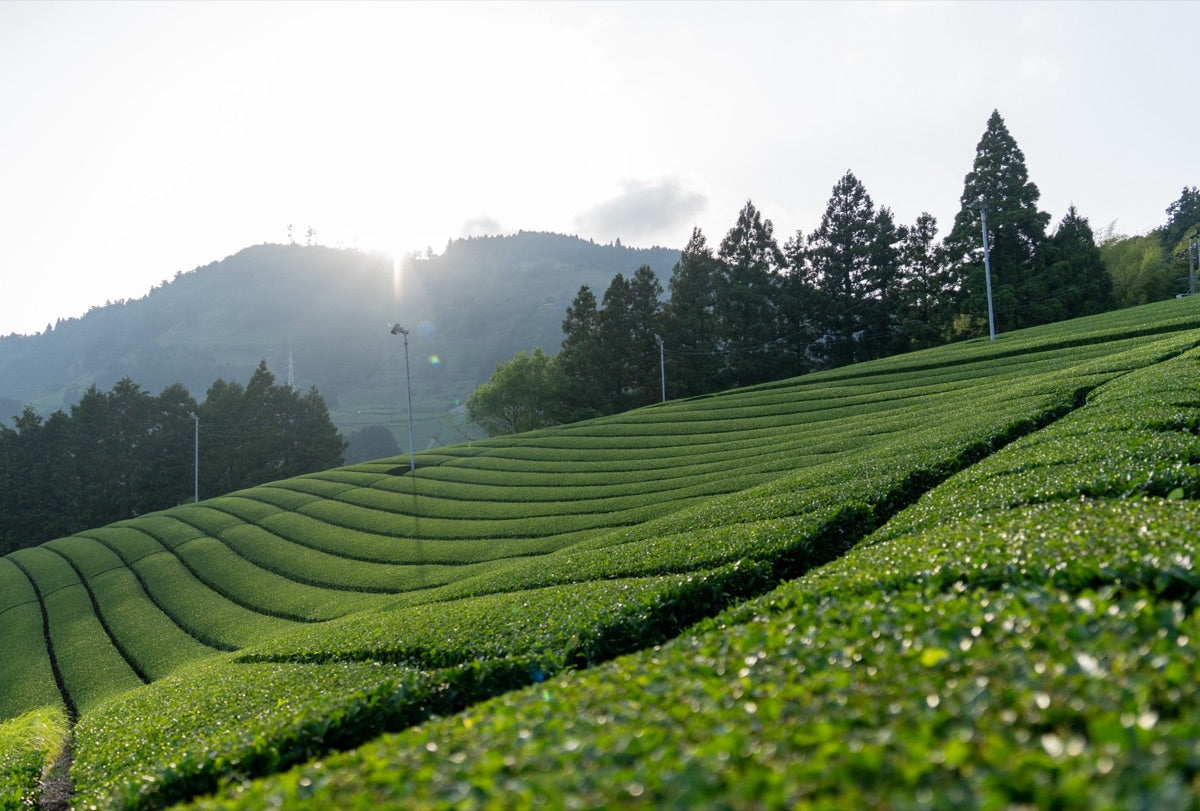 Honyama Tea: Shizuoka's Oldest Tea Valley, Named in 1917