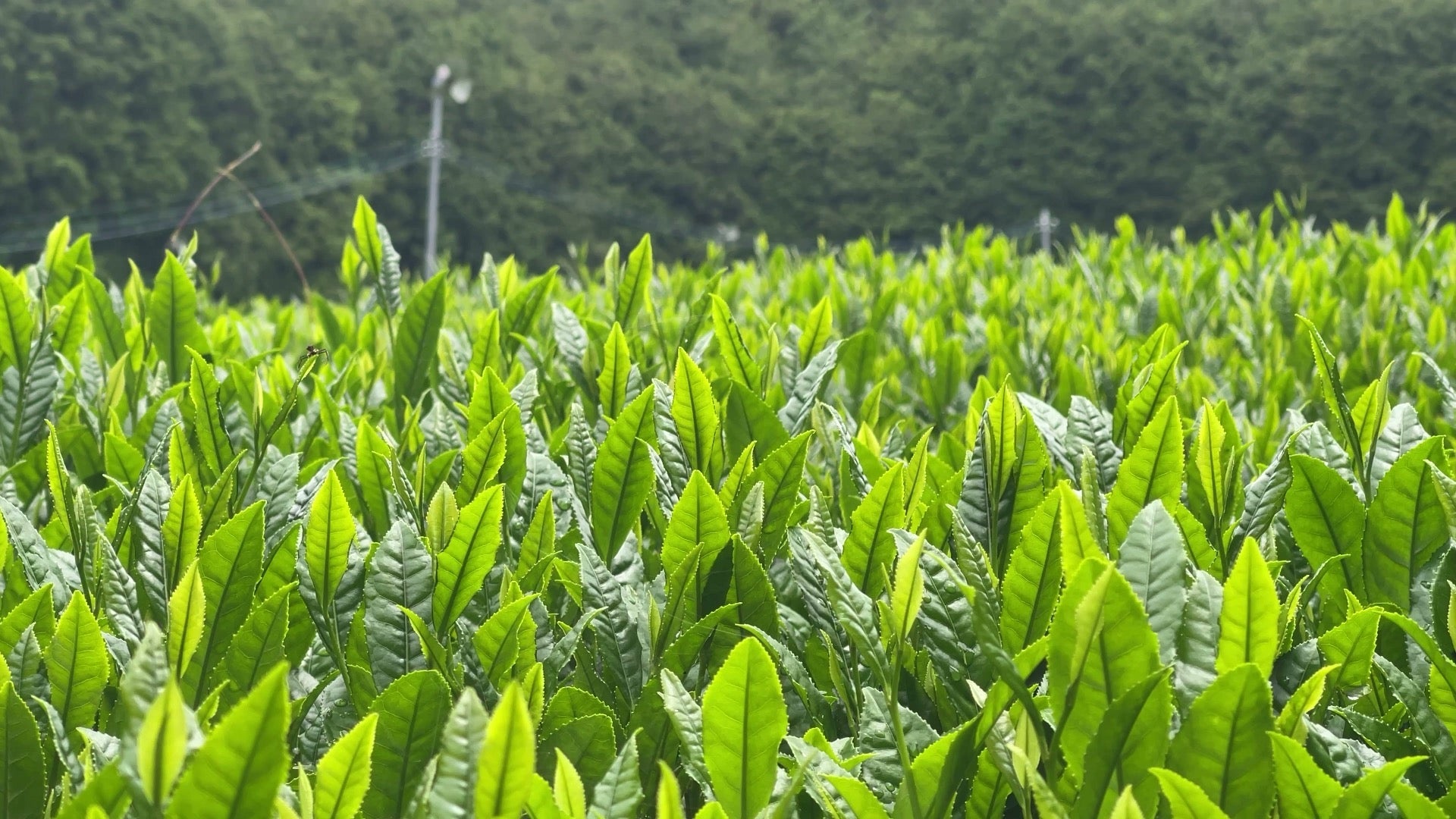 Close-up of fresh green tea shoots and leaves in a Japanese tea field, One with Tea footage from Shizuoka