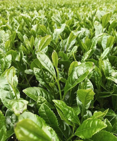 Organic Genmaicha green tea leaves growing in a lush field by ONE WITH TEA